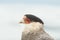 Portrait Crested Caracara