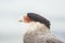 Portrait Crested Caracara