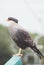 Portrait Crested Caracara