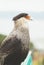 Portrait Crested Caracara