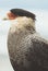 Portrait Crested Caracara