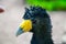 Portrait of a Crested gokko bird, Black curassow, on a grass background. Selective focus. Birds, ornithology,