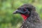 Portrait of a crested guan