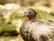 Portrait of Crested Guan bird