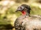 Portrait of Crested Guan bird