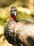 Portrait of Crested Guan bird