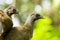 Portrait of Crested Guan birds