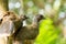 Portrait of Crested Guan birds