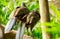 Portrait of Crested Guan birds