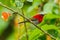 Portrait of Crimson Sunbird