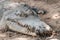 Portrait of crocodile covered in soil at the mini zoo crocodile farm in Miri.