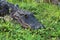 Portrait crocodile in everglades close up