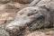 Portrait of crocodile masking in the soil at the mini zoo crocodile farm in Miri.