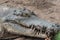 Portrait of crocodile on the sand at the mini zoo crocodile farm in Miri.