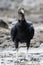 Portrait crop of a Black Vulture foraging in rock pools