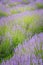 A portrait cropped shot of diagonal rows of vibrant lavender flowers and stems in the summer sun