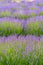 A portrait cropped shot of horizontal rows of vibrant lavender flowers and stems in the summer sun