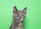 Portrait of a cross eyed kitten on green background