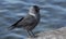 Portrait of a crow on the shore of a lake.