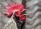 Portrait of crowing rooster