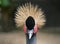 Portrait of a crowned crane