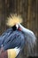 Portrait Crowned Crane