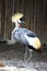 Portrait Crowned Crane