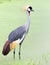 Portrait Crowned Crane