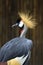 Portrait Crowned Crane in zoo