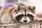 Portrait of a cunning raccoon. Closeup