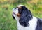 Portrait of cure white black Cavalier King Charles Spaniel on green background