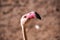 portrait of curios flamingo