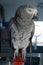 Portrait of a curious african grey parrot