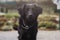 Portrait of a curious black dog in the garden. Interested and obedient young black dog