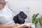 Portrait of a curious black pug dog sitting on sofa with his senior owner, relaxing together at home