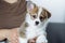 Portrait of curious brown white puppy of welsh pembroke corgi sitting with raised ear on legs of unrecognizable woman.