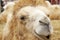 Portrait of curious camel up close