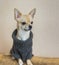 Portrait of curious Chihuahua sitting on a sofa