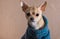 Portrait of curious Chihuahua wearing knitted sweater