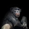Portrait of curious Chimpanzee like asking a question, at black