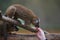 Portrait of curious and cute Red Fronted Madagascar Lemur behaving like pets