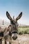 Portrait of curious dark brown donkey on the blurry background of a meadow and greenhouse outdoors. Cute funny animal outdoors at