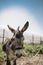 Portrait of curious dark brown donkey on the blurry background of a meadow and greenhouse outdoors. Cute funny animal outdoors at