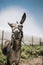 Portrait of curious dark brown donkey on the blurry background of a meadow and greenhouse outdoors. Cute funny animal outdoors at
