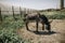 Portrait of curious dark brown donkey on the blurry background of a meadow and greenhouse outdoors. Cute funny animal outdoors at