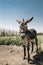 Portrait of curious dark brown donkey on the blurry background of a meadow and greenhouse outdoors. Cute funny animal outdoors at