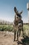 Portrait of curious dark brown donkey on the blurry background of a meadow and greenhouse outdoors. Cute funny animal outdoors at