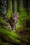 Portrait of a curious domestic cat in the forest. The animal sits in tall grass and between trees.