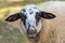 Portrait of a curious domesticated sheep in a farm.