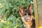 Portrait of a curious german sheperd puppy in a backyard